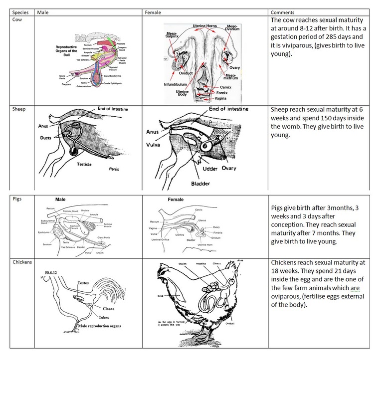 Reproductive Anatomy - Animal Reproduction and Breeding Management